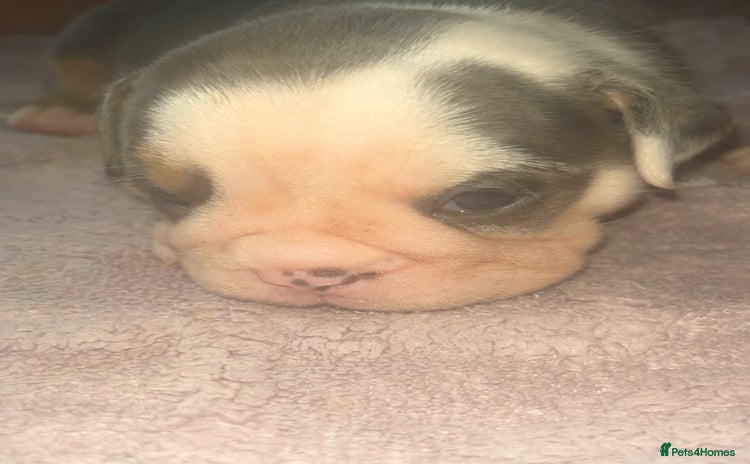 Olde English Bulldogge dogs - Advert 1
