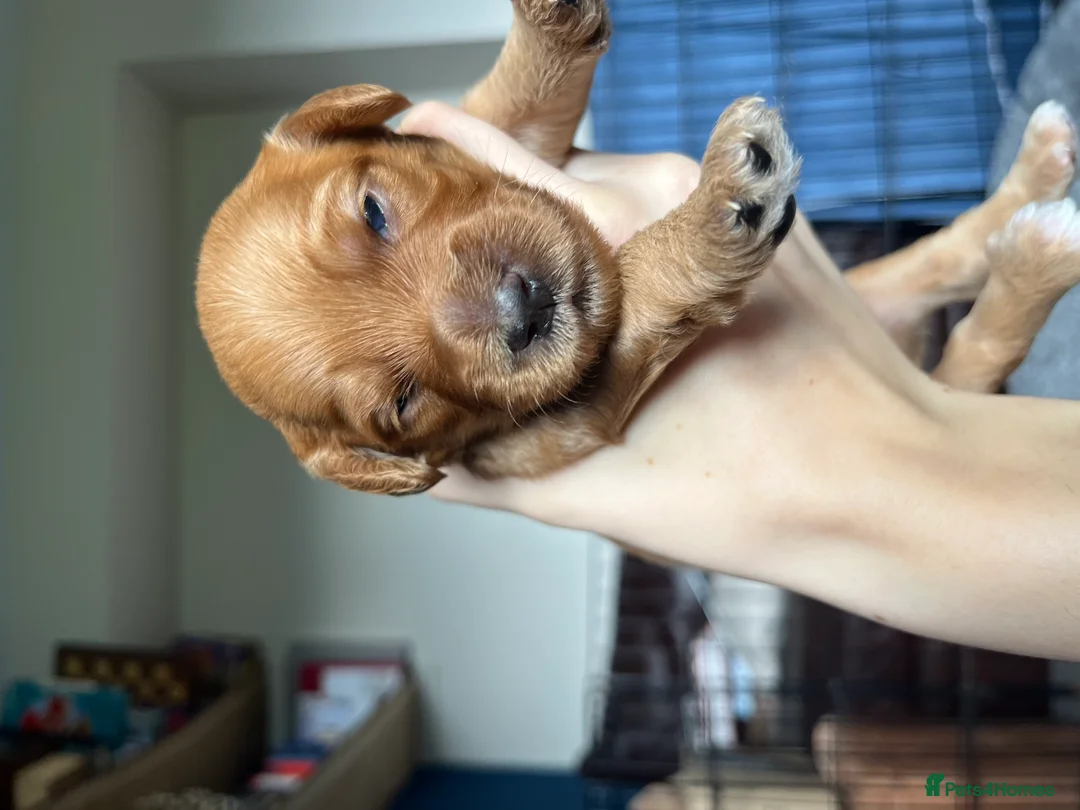 Australian Labradoodle dogs for sale: Australian Labradoodle Puppies (COMING SOON) in Manningtree - Advert 9