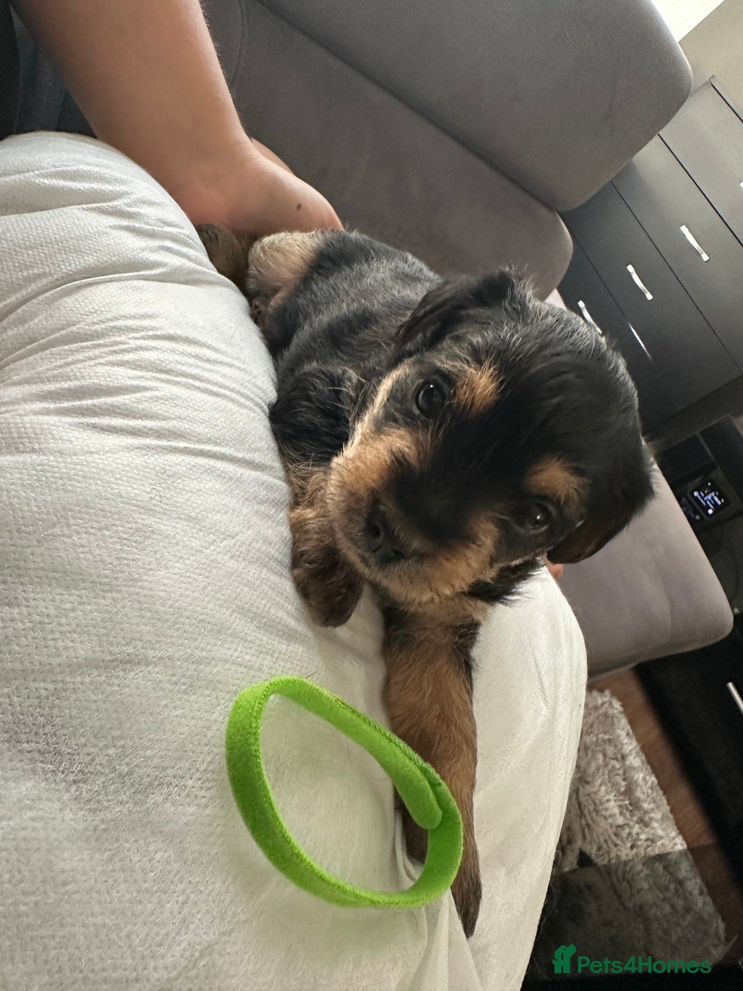 Mixed Breed dogs for sale: 4 adorable puppies looking for a new home  - Image 7
