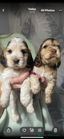 Cocker Spaniel dogs - Advert 1