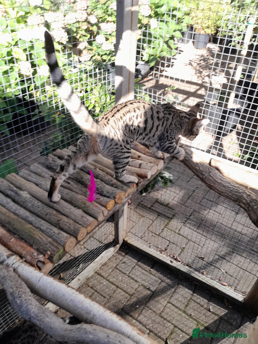 Savannah cats for sale: F5 Full Pedigree Tica Registered Girl Kitten - Image 9