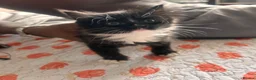 Mixed Breed cats for sale: Kittens  - Advert 6