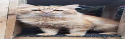Mixed Breed cats for sale: Bengal x Maine x ragdoll - Advert 4