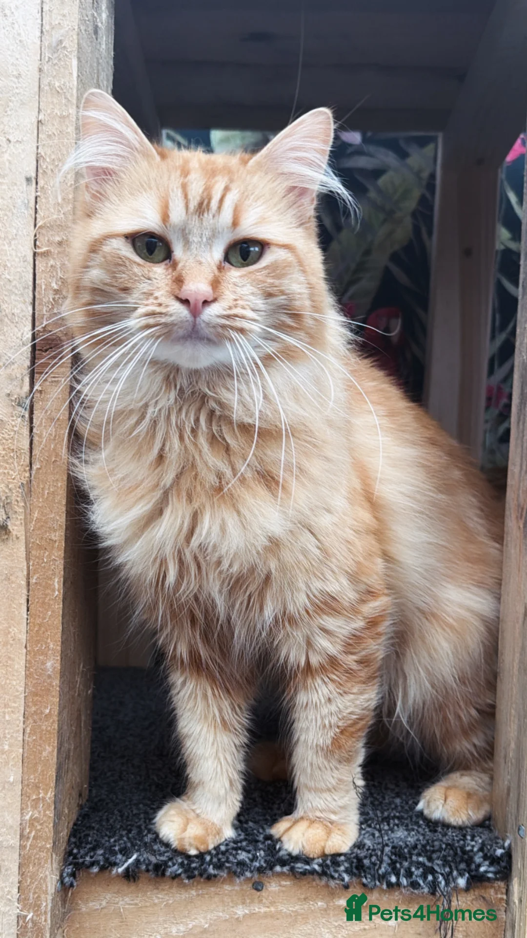 Mixed Breed cats for sale: Bengal x Maine x ragdoll - Advert 4
