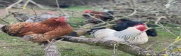 Chickens poultry for sale: Stolen Flock PLEASE HELP RARE BANTAMS  - Advert 3