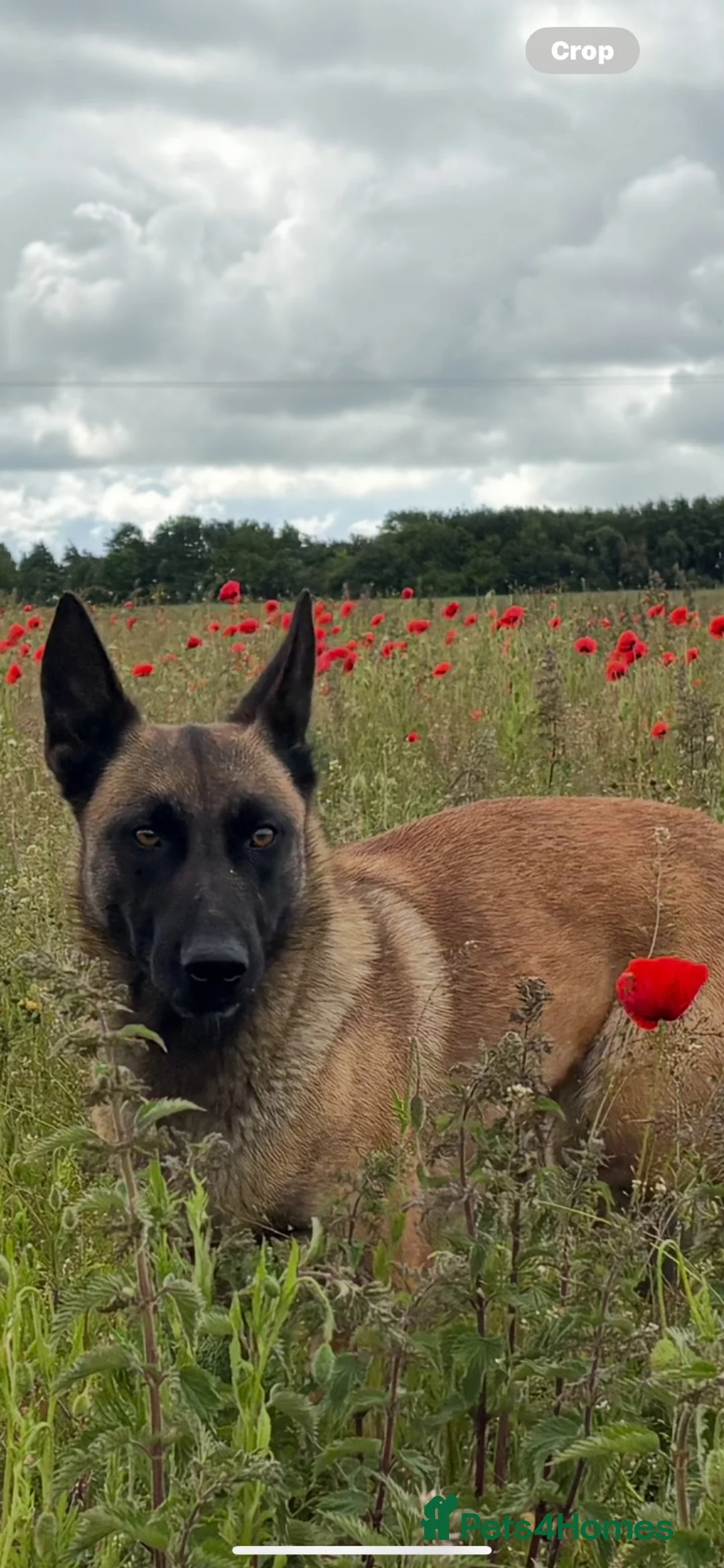 Belgian Shepherd Dog dogs for sale: Belgian Malinois puppies  in Hull - Advert 1