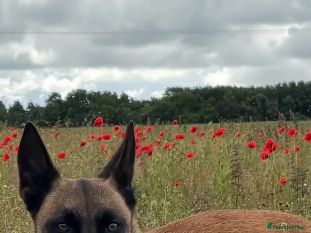 Belgian Shepherd Dog dogs for sale: Belgian Malinois puppies - Advert 2