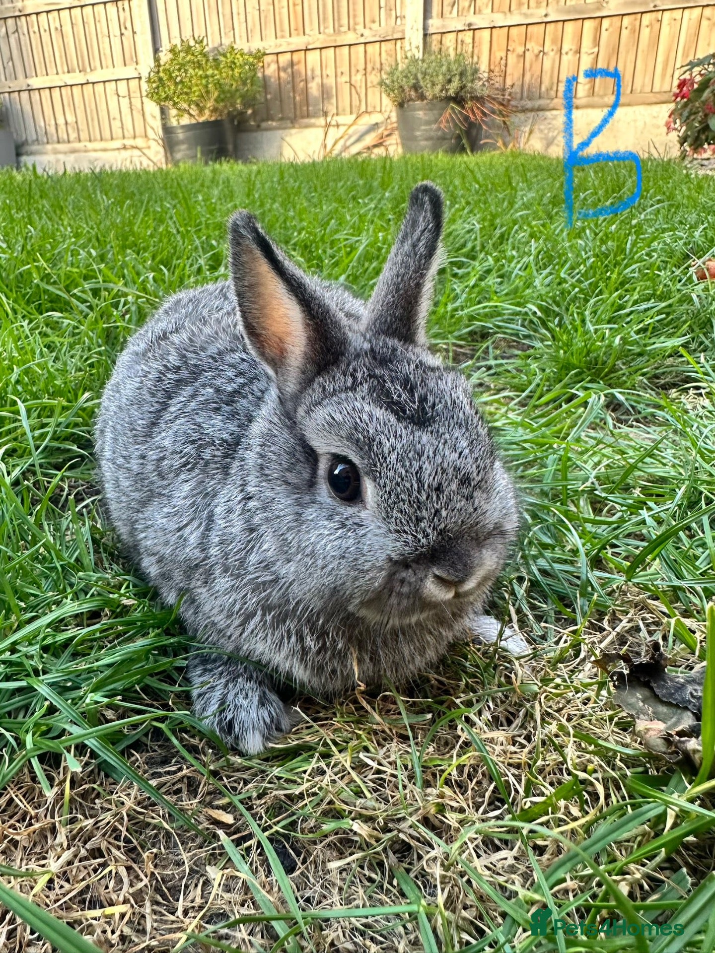 Netherland Dwarf rabbits Netherland Dwarf rabbits for sale  - Advert 1