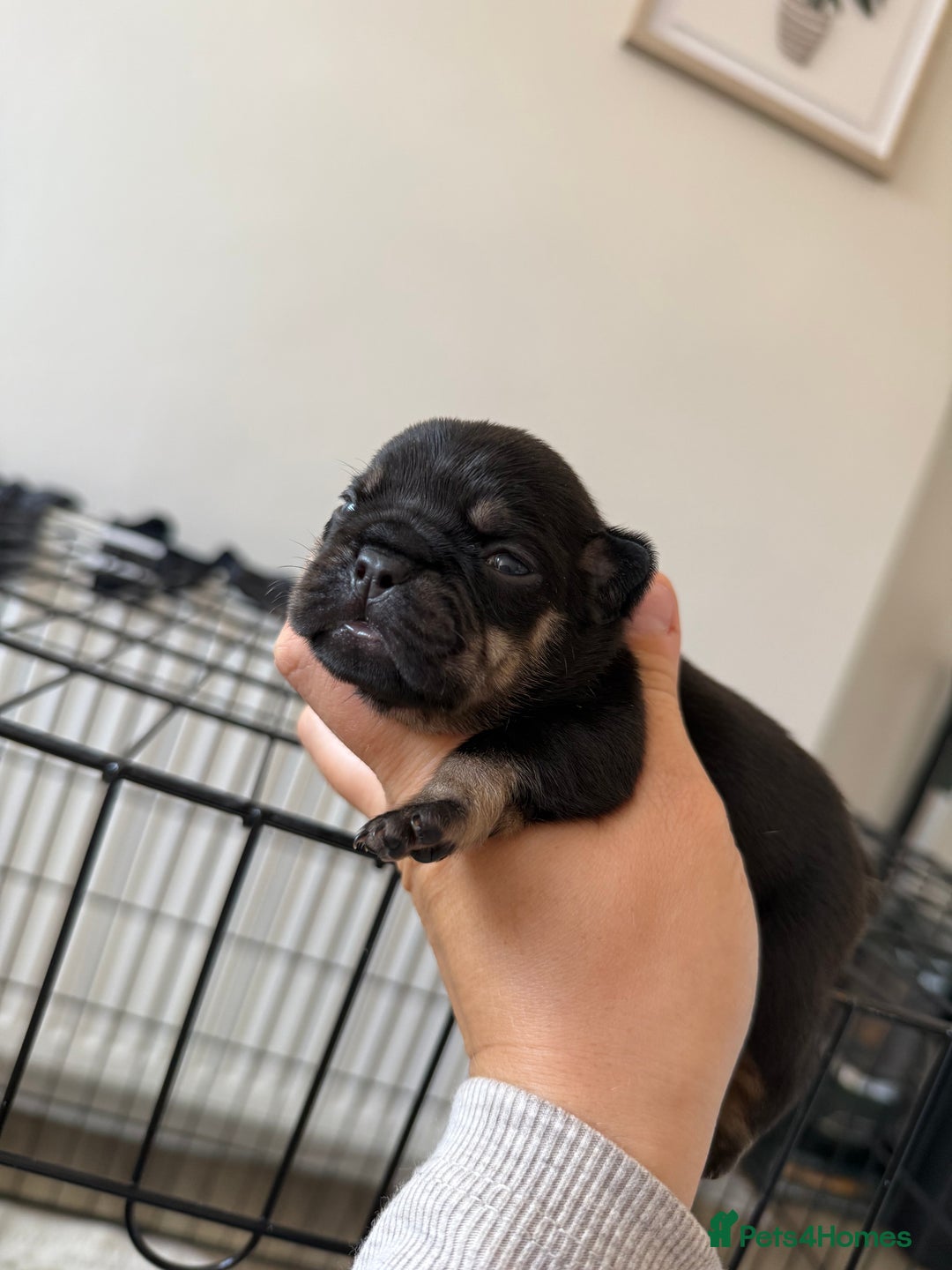 French Bulldog dogs for sale: French bull dog pups for sale - Image 5