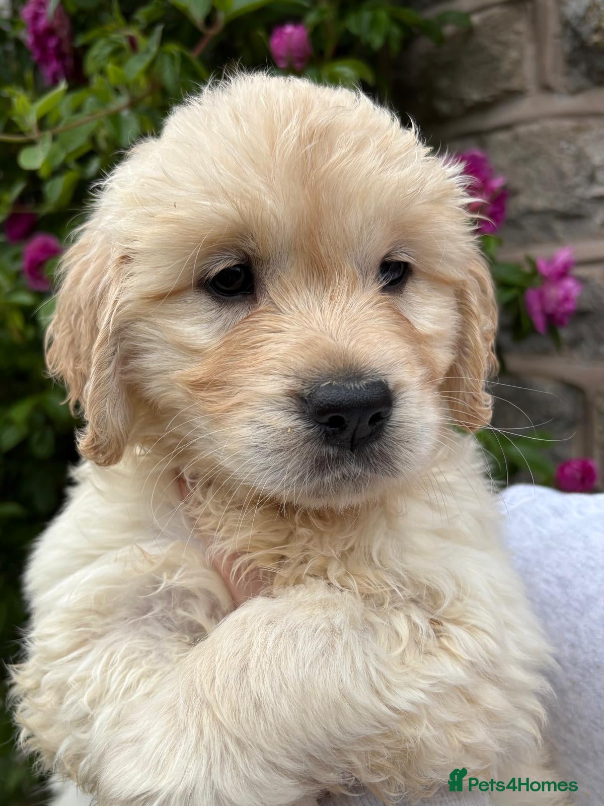 Golden Retriever dogs Beautiful KC registered golden retriever puppies❤️ - Advert 8