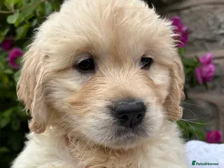 Golden Retriever dogs Beautiful KC registered golden retriever puppies❤️ - Advert 13