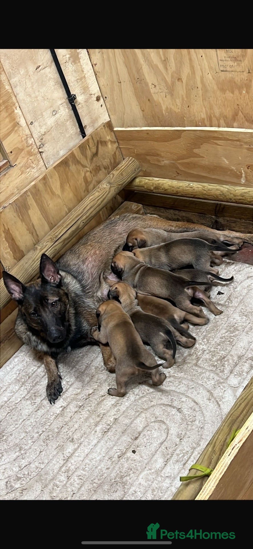 Mixed Breed dogs Working line German shepherd/dutch herder puppies  - Advert 2