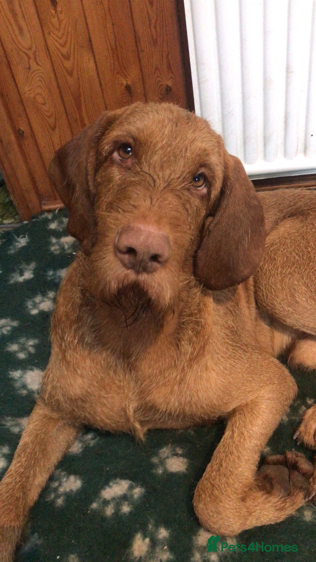 Mixed Breed dogs for sale: GWP x Hungarian wirehaired Viszla - Advert 7
