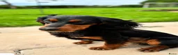 Cocker Spaniel dogs for sale: KC REGISTERED WOKRING COCKER SPANIEL PUPS  - Advert 9