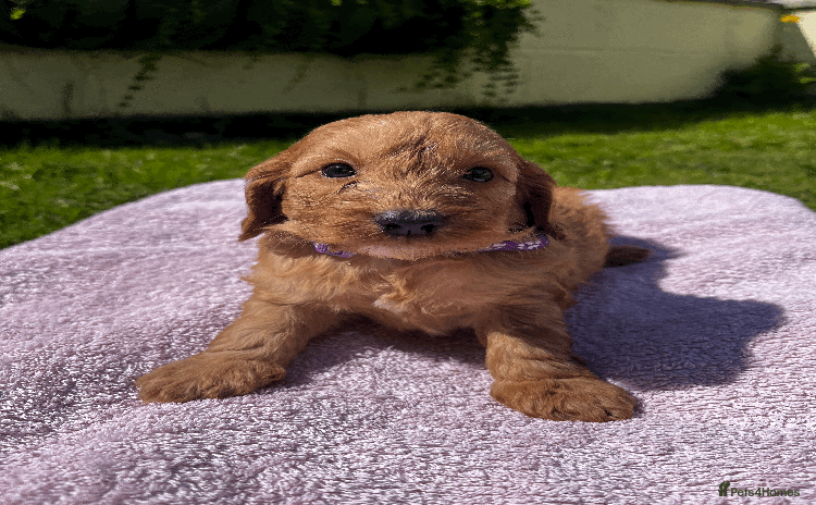 Cockapoo dogs - Advert 1
