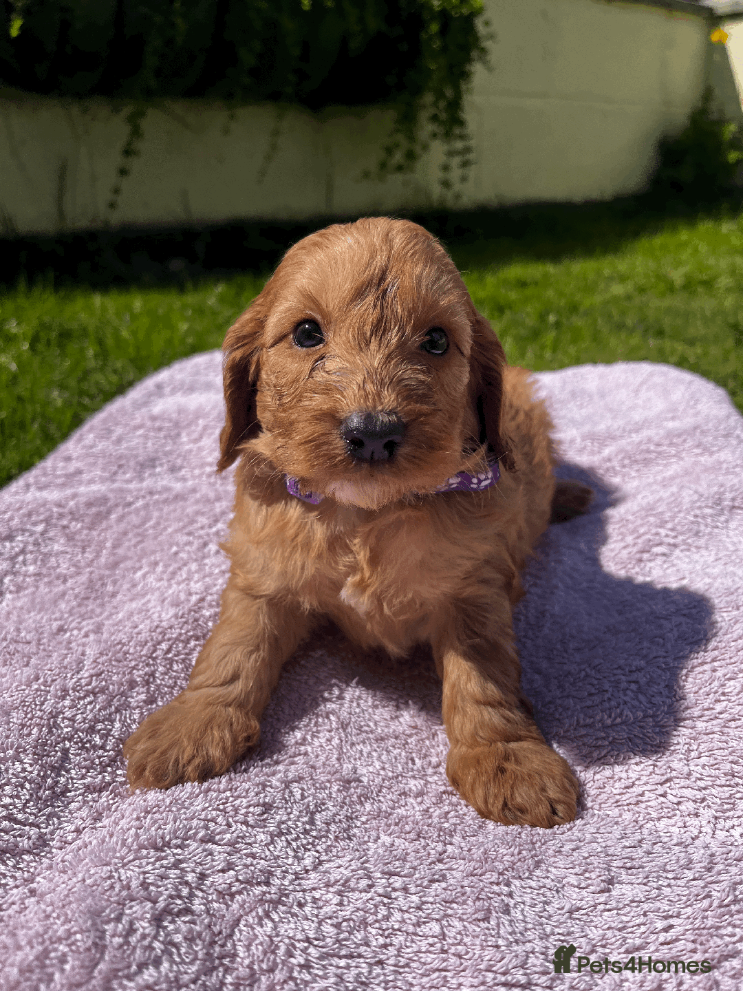 Cockapoo dogs for sale: Cockapoo puppies  - Image 1