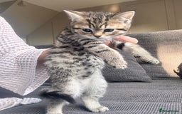Scottish Fold cats for sale: Scottish straight x Bengal x Tabby  - Image 6