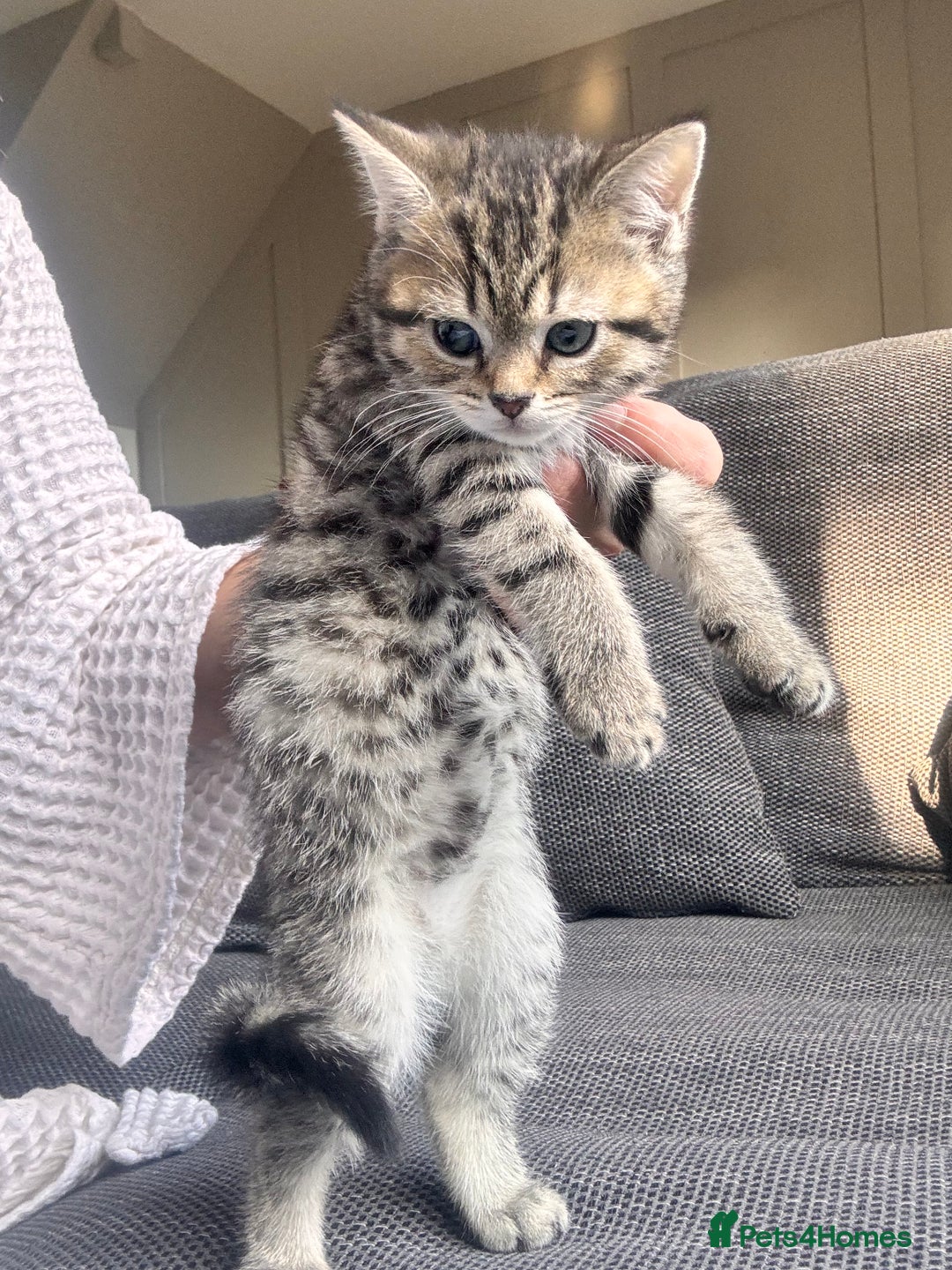 Scottish Fold cats for sale: Scottish straight x Bengal x Tabby  - Image 6