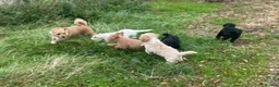 Jackapoo dogs for sale: Health checked and Fully vaccinated Jackapoos in Perth - Advert 4