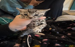 Bengal cats for sale: 3 beautiful silver SBT Bengal - TICA - Image 4