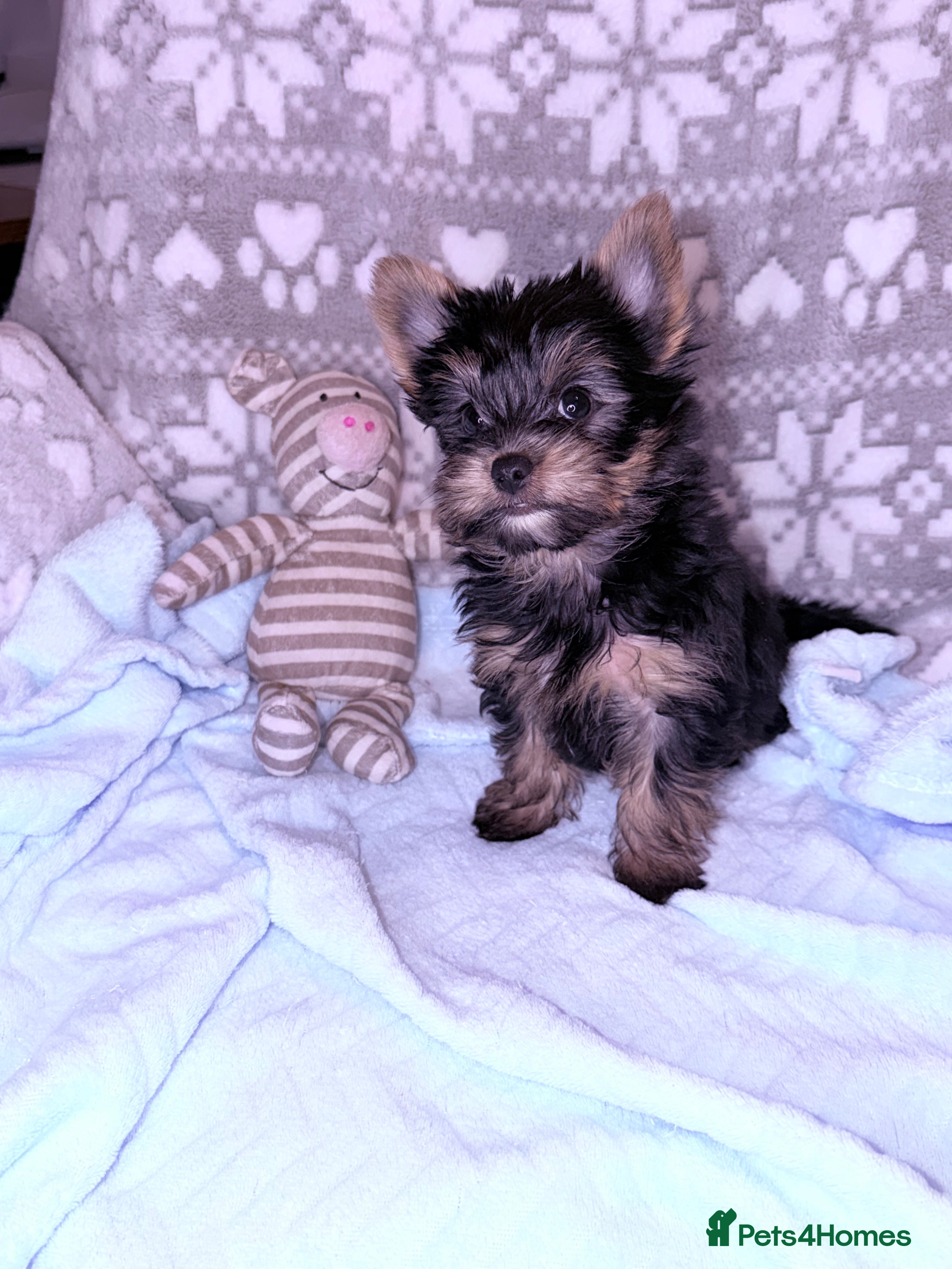 Yorkshire Terrier dogs Ready Now Small Boy Yorkshire Terrier  - Advert 9
