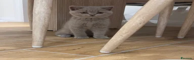 British Shorthair 1