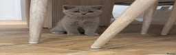 British Shorthair cats for sale: British shorthair kittens GCCF registered  - Advert 4