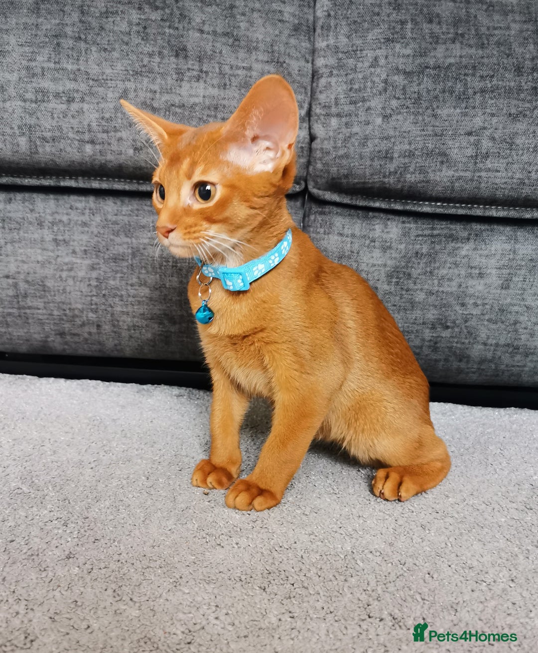 Abyssinian cats for sale: Ready now! Beautiful Abyssinians kittens❤️😍🤗 - Image 17