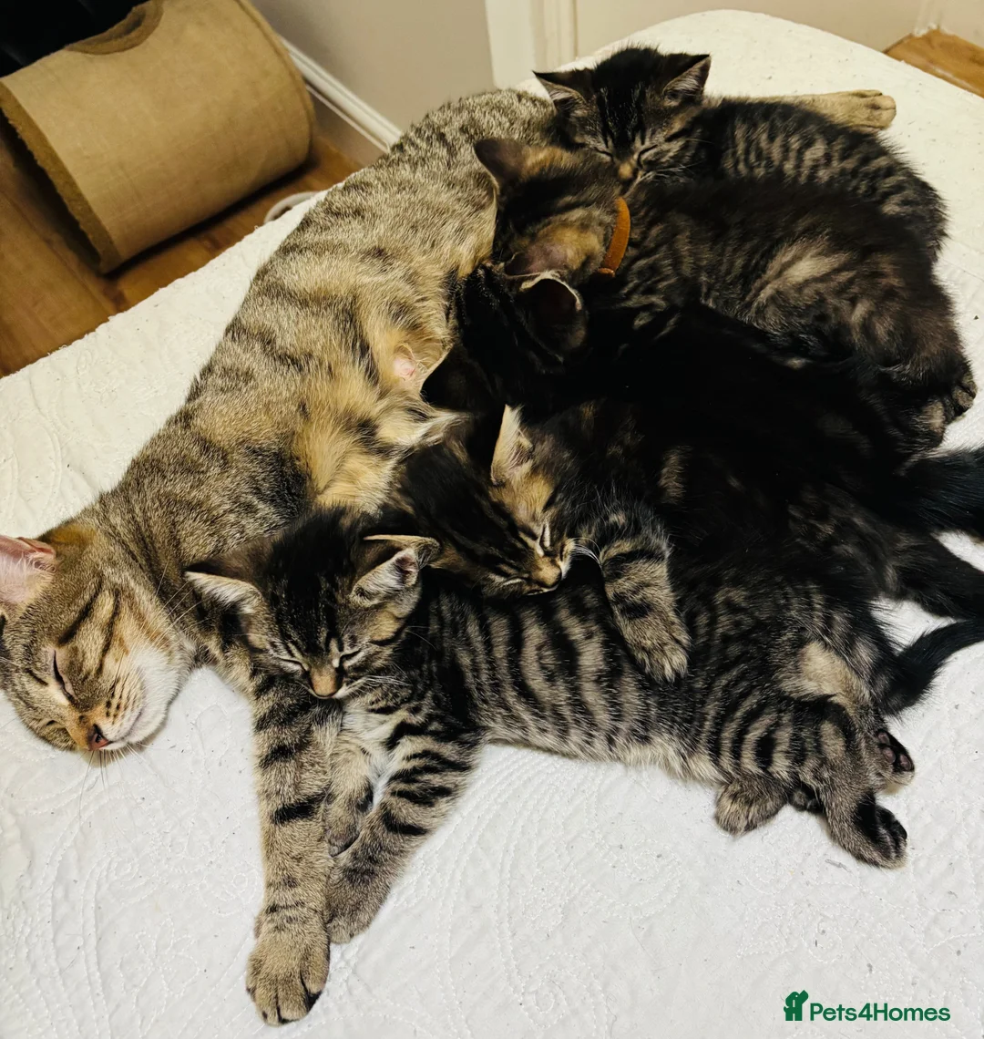 American Shorthair cats for sale: 🌟Kittens Ready for 4ever Home🌟 - Advert 2
