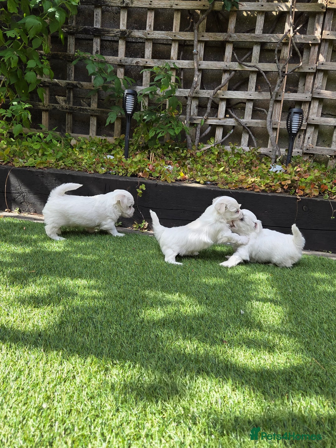 Bichon Frise dogs for sale: Bichon  - Image 7