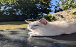Ragdoll cats for sale: GCCF REGISTERED RAGDOLL KITTENS - Image 17