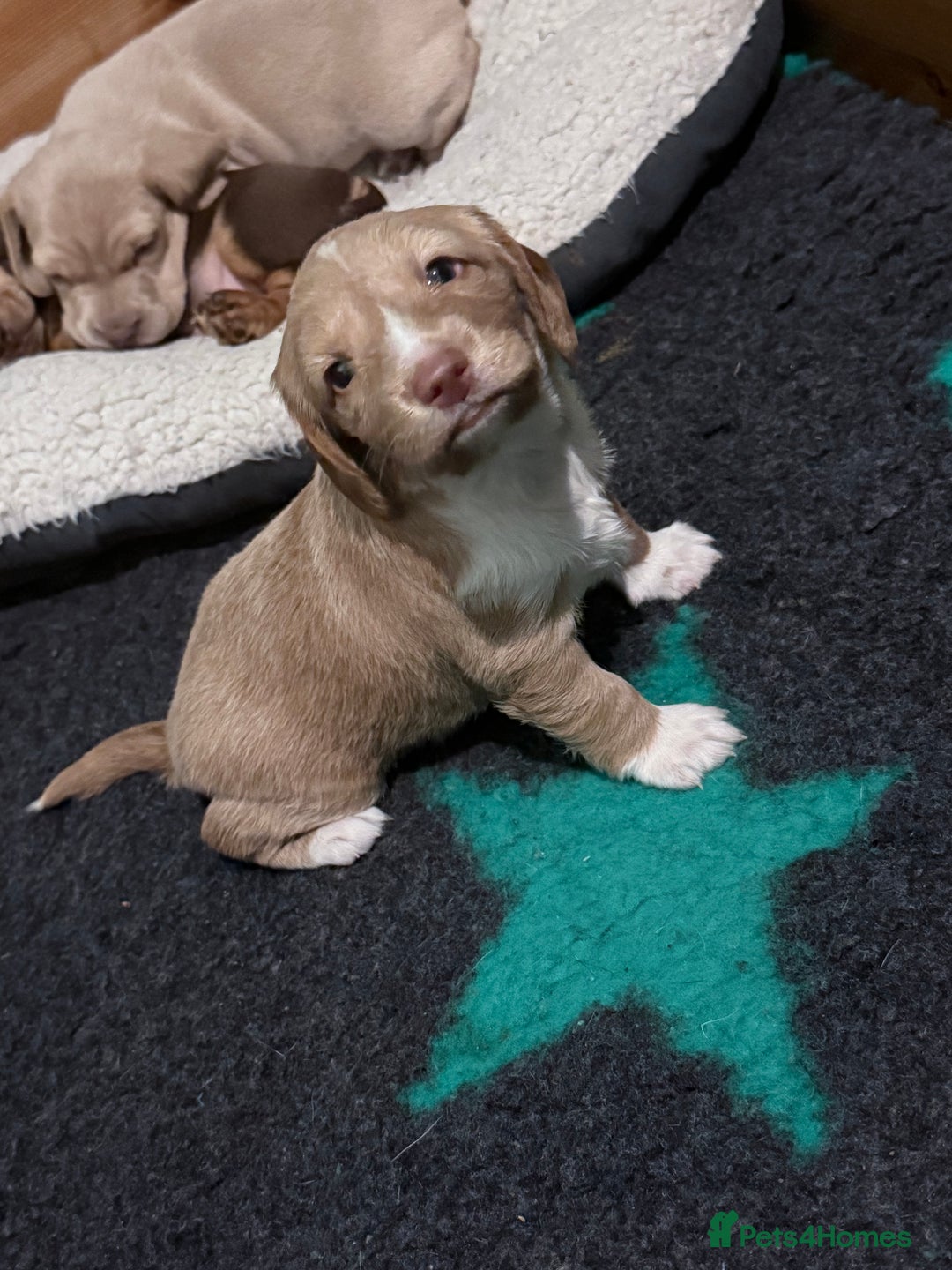 Mixed Breed dogs for sale: Adorable Daschund x spaniel pups  - Advert 24