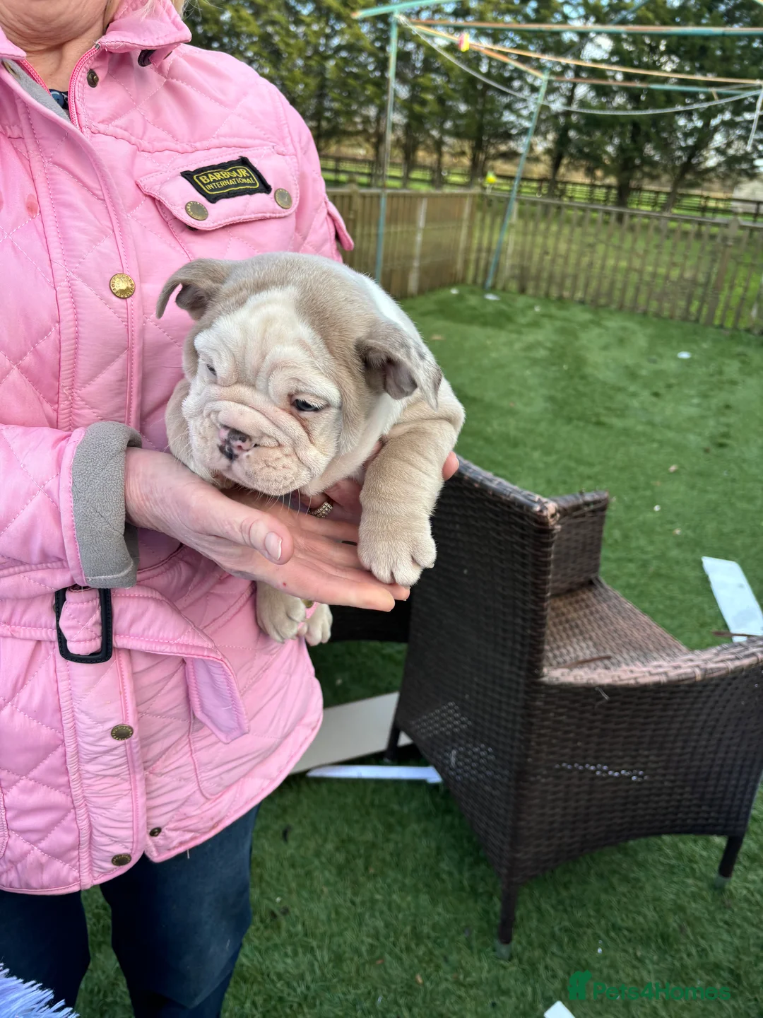 English Bulldog dogs for sale: English bulldog  - Advert 6