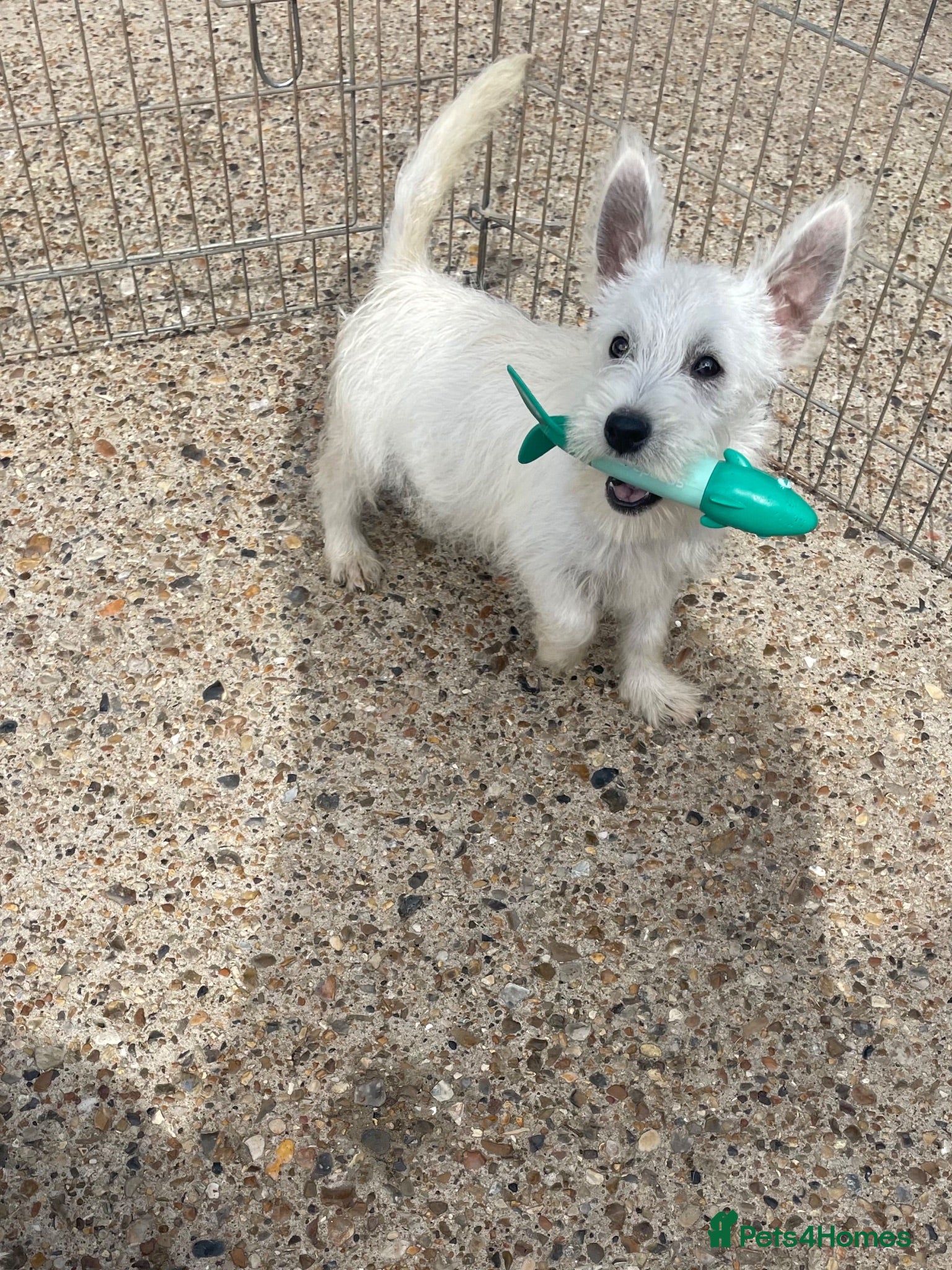 West Highland Terrier dogs Beautiful west highland terrier puppy’s  - Advert 14