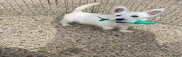 West Highland Terrier dogs for sale: Beautiful west highland terrier puppy’s  - Advert 1