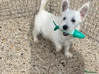 West Highland Terrier dogs Beautiful west highland terrier puppy’s - Advert 5