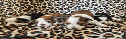 Yorkshire Terrier dogs for sale: DNA tested parents Biewer and Ocean Pearl puppies - Advert 5