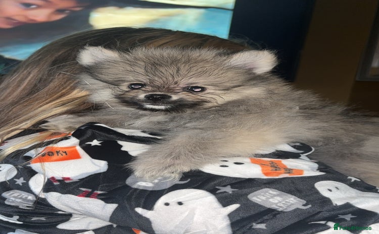 Pomeranian dogs - Advert 5
