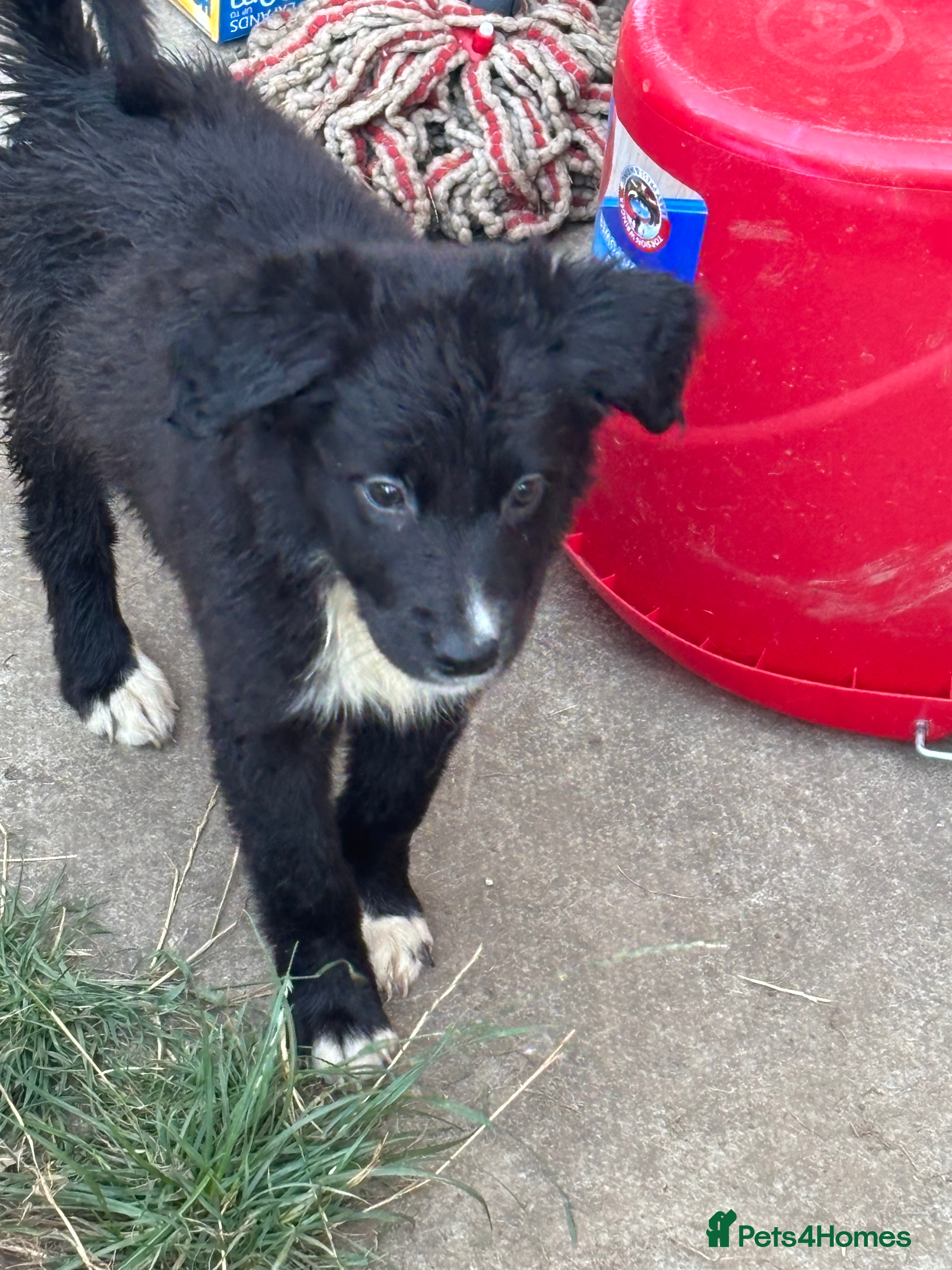 Mixed Breed dogs Border collie x golden retriever/Japanese akita - Advert 2