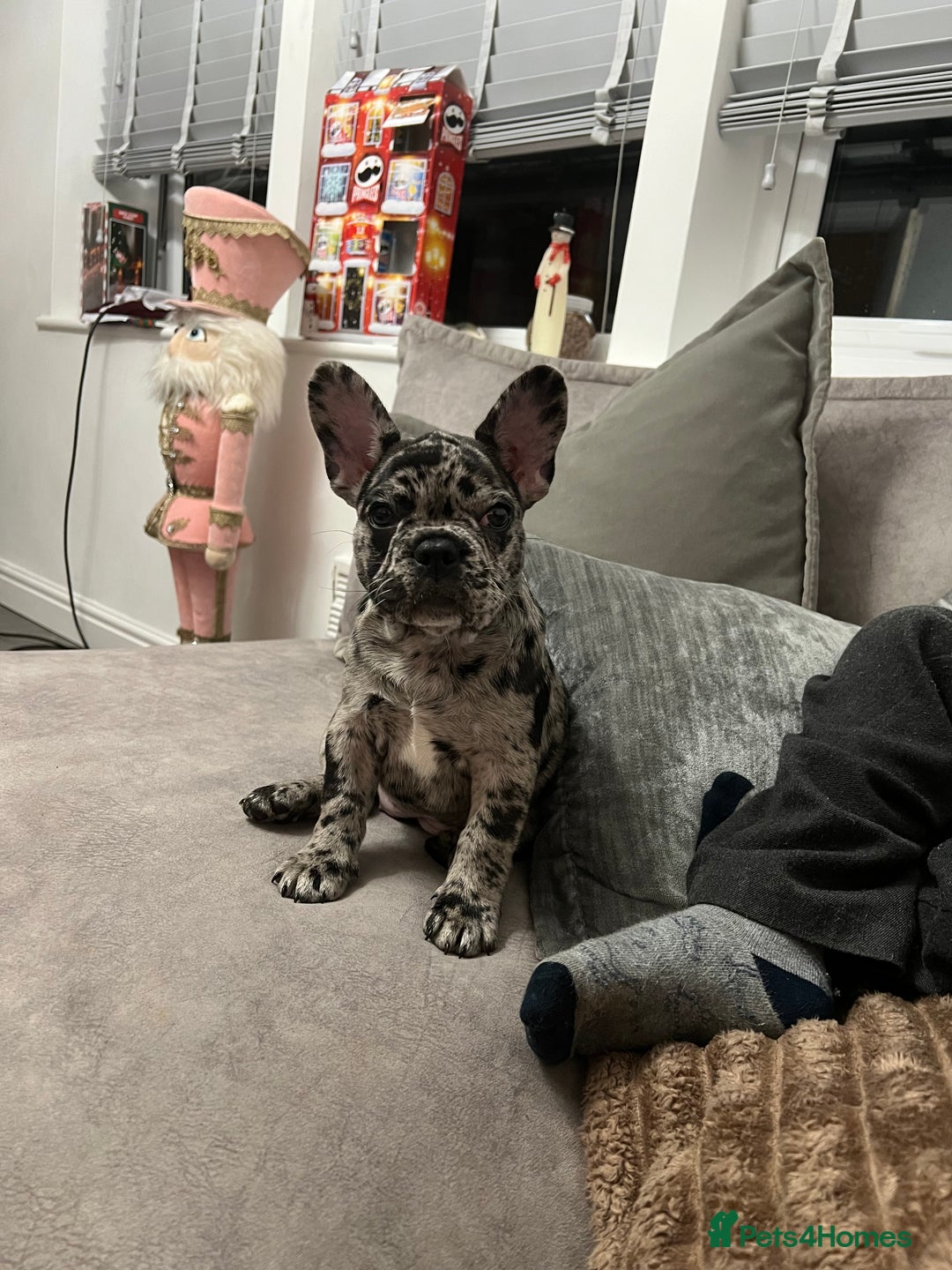 French Bulldog dogs for sale: Merlin French bull dog - Advert 3