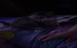 Mixed Breed cats for sale: FEMALE  - Image 3