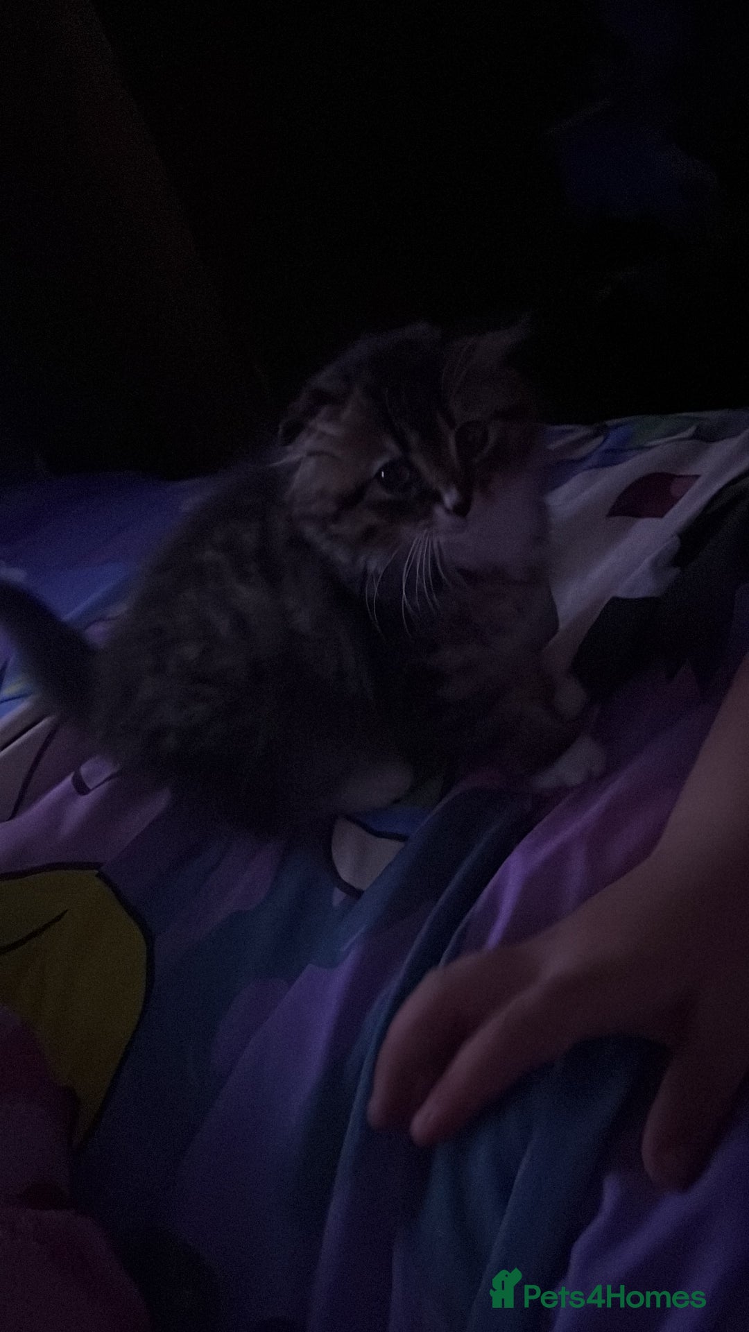 Mixed Breed cats for sale: FEMALE  - Image 3