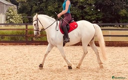 Connemara horses for sale: Stunning 14.3hh 10yr Connemara Gelding  - Image 3