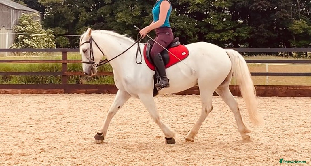 Connemara horses for sale: Stunning 14.3hh 10yr Connemara Gelding  - Image 3