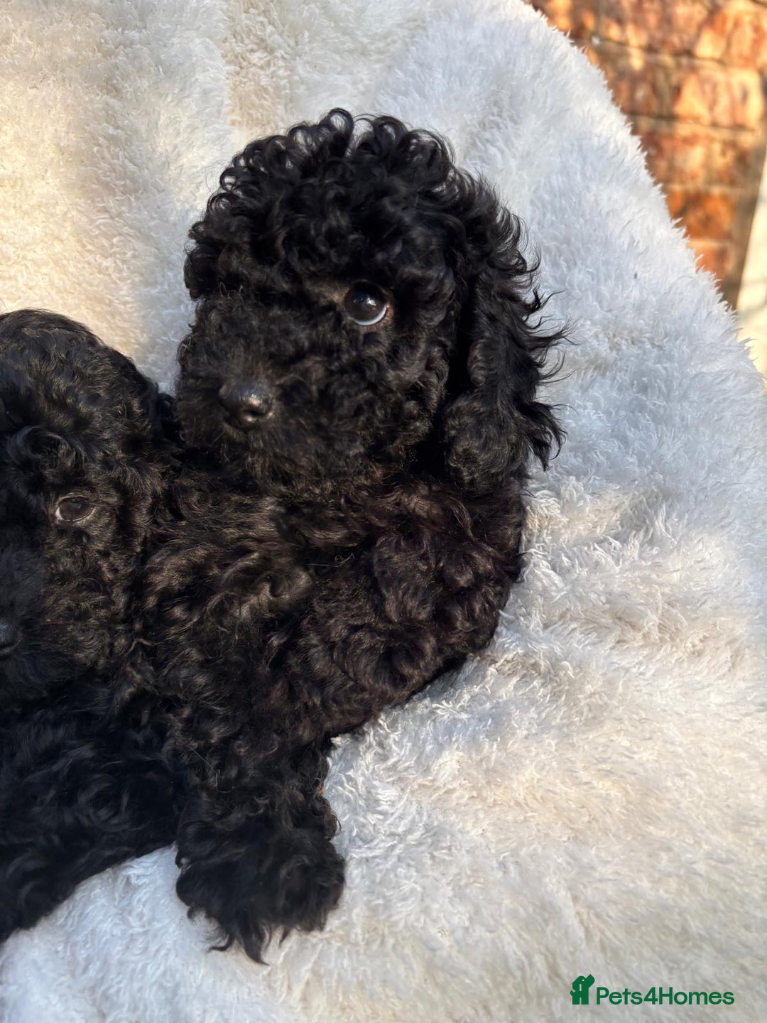 Toy Poodle dogs for sale: ADORABLE ‘ALBERT’ *TOY POODLE*BOY*PUP ready now - Advert 26