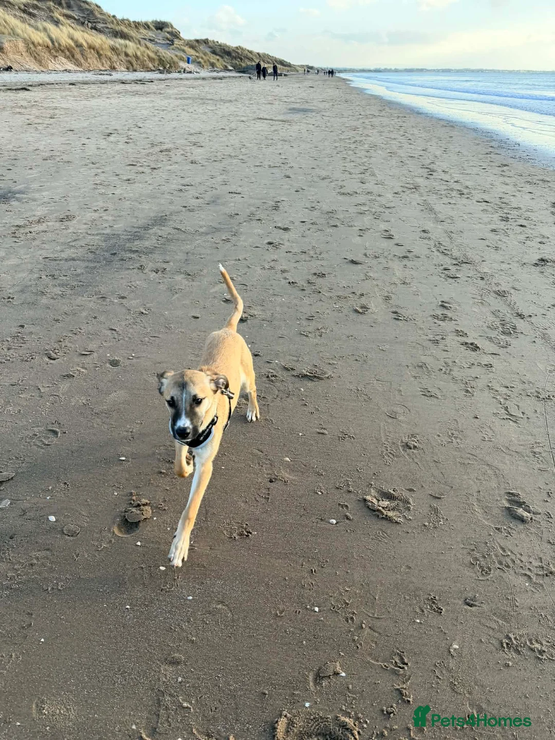 Mixed Breed dogs for adoption: 💕Hector💕 - Advert 4