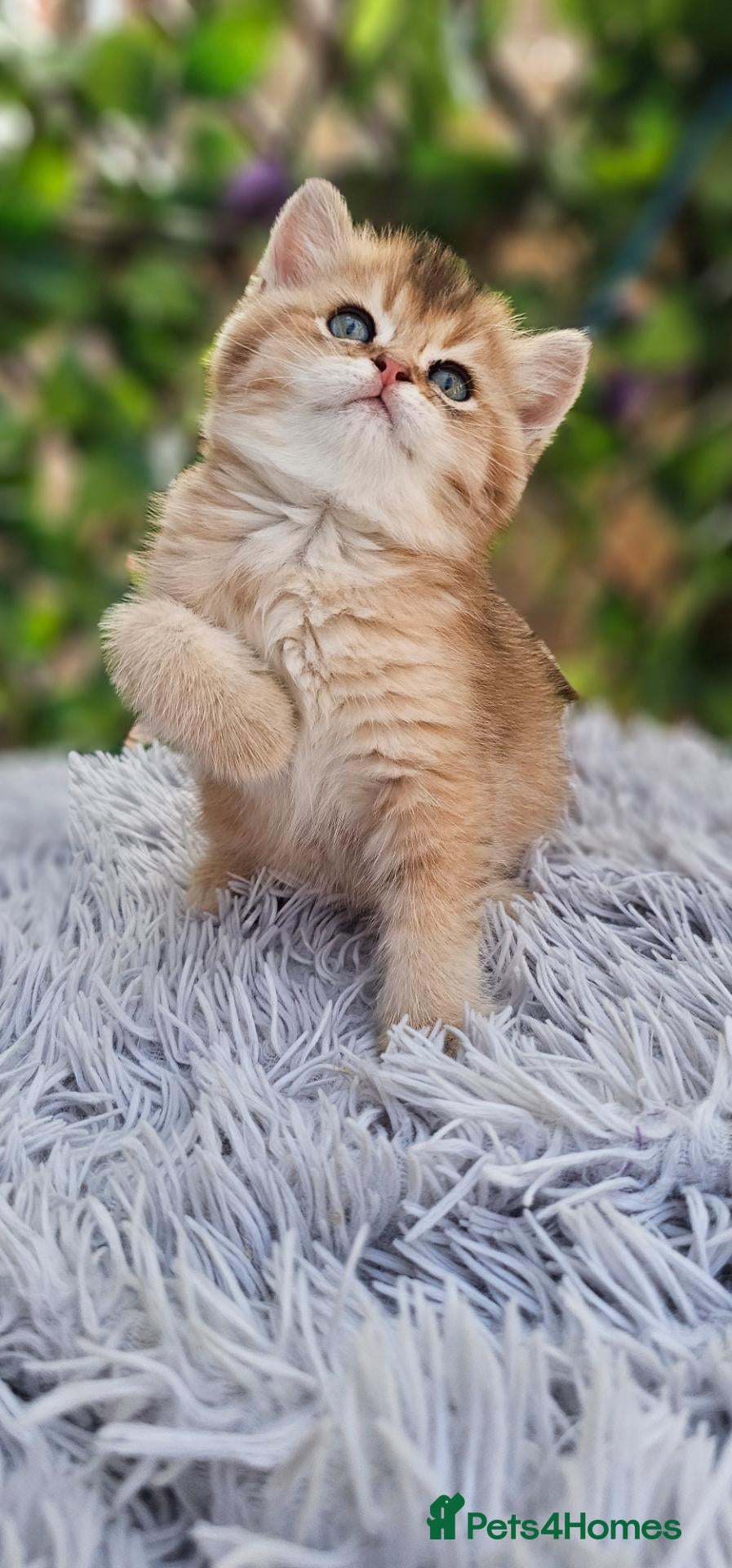British Shorthair cats 🔯 Stunning Black Golden ♂️🐈🔯 - Advert 1