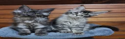 Maine Coon cats for sale: Pedigree Maine Coon Kittens for sale  - Advert 23