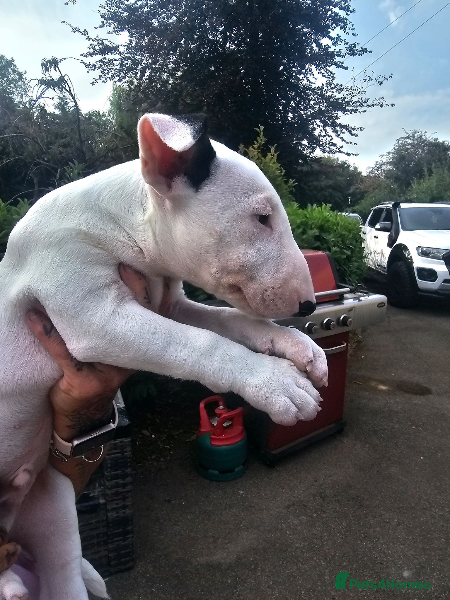 English Bull Terrier dogs English bullterrier pups for sale - Advert 2