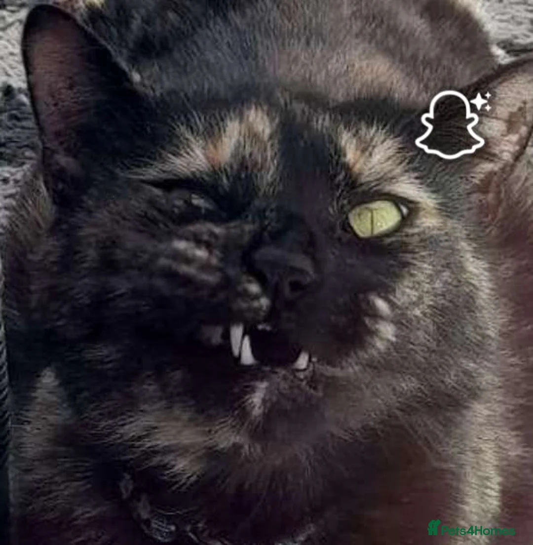 Mixed Breed cats for sale: Doja Cat - Rehoming Required - Advert 2